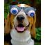 Ten Dogs Wearing Silly Glasses Who Are Sure To Make You Smile