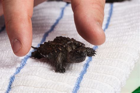 Baby Alligator Snapping Turtle All The Pages Are My Days