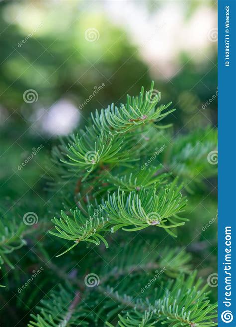 Vertical Shot Of Pine Tree Leaves With A Blurred Background Stock Image