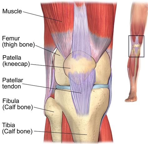 Check spelling or type a new query. Treatment of Knee Dislocation - Causes, Symptoms | Rx Harun