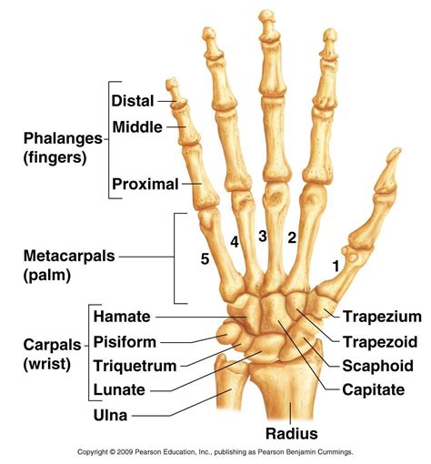 Hand And Wrist Bone Structures Human Anatomy And Physiology Medical