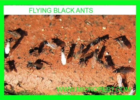 Black Wingless Termites Images And Pictures Becuo