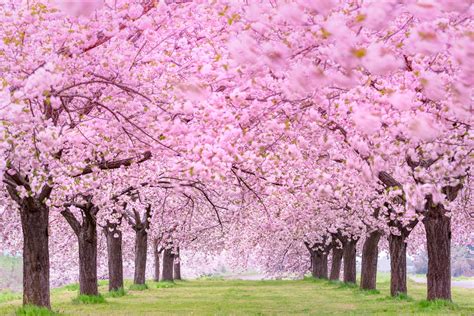 Download Garden Blossom Nature Sakura HD Wallpaper