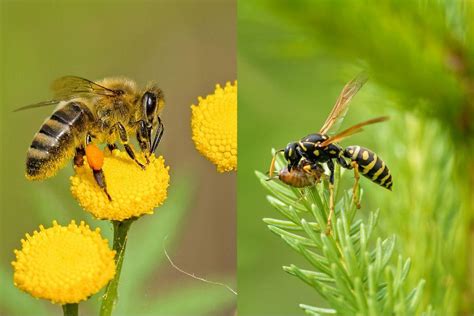 Kerap Disangka Sama Ini Ketidaksamaan Lebah Dan Tawon Liputan Info