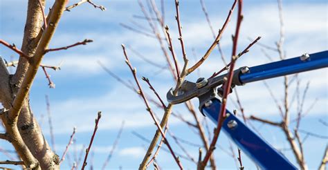 Stop Before You Lop A Quick Guide To Winter Pruning Oklahoma State