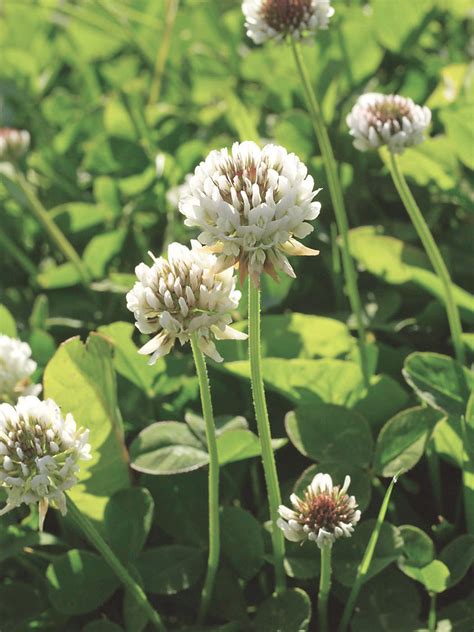White Clover Seed For Lawns 125 Orders Ship Free Clover Seed