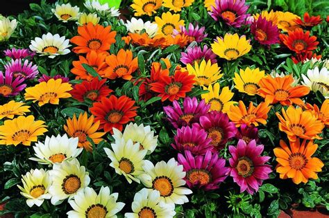Great perennials for full shade to part shade. Bulk Gazania Seeds Garden Leader Mix | Tanaman, Kebun