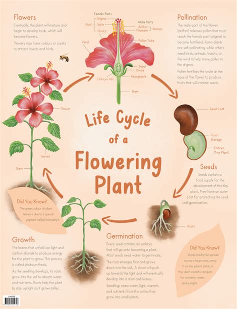 Flowering Plant Life Cycle Diagram My Xxx Hot Girl