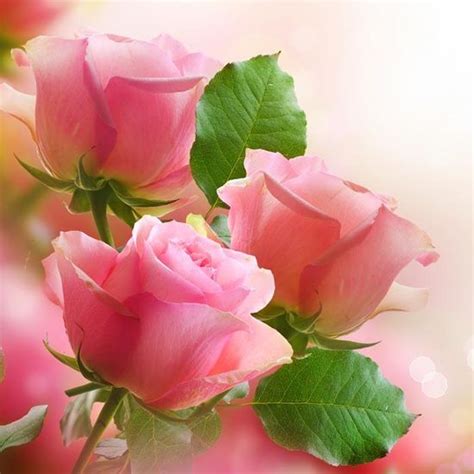 Romantic Elegance Collections Love Pink Roses