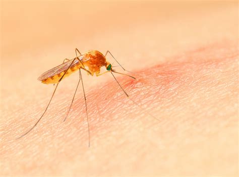 What Mosquito Diseases Are Transmitted When Bitten Ecoguard
