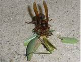 Wasp Mantis Images
