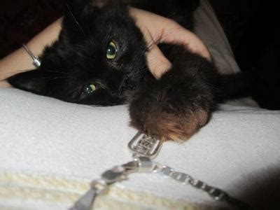 It goes either by the name of chantilly or tiffany and was first discovered in the late 1960's by a breeder in new york. Chantilly (or Tiffany) Cats | Chantilly (or Tiffany) Cat ...
