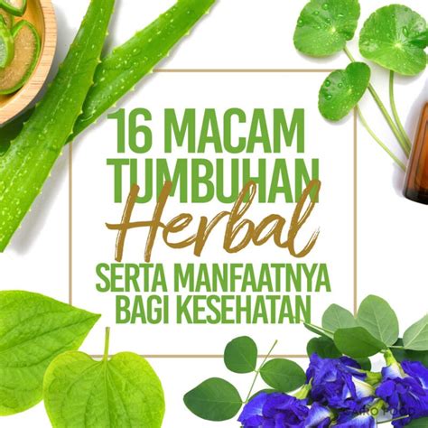 16 Macam Tumbuhan Herbal Serta Manfaatnya Bagi Kesehatan