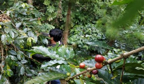 kopi robusta dampit potensi pertumbuhan ekonomi kota malang halaman