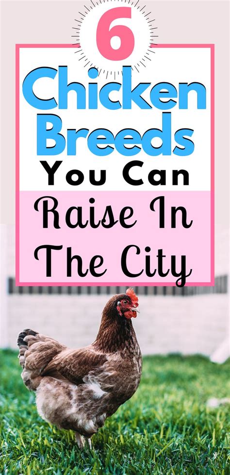 6 top chicken breeds for small spaces homesteading where you are urban chickens chicken