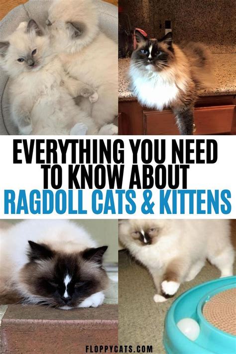 Ragdoll Cats Everything You Need To Know About Ragdoll