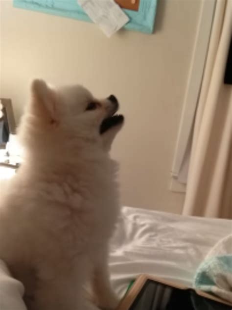 Because of this, it is recommended that you only offer your puppy a very small amount of orange. Watch The Best Puppy Sneeze Of All Time | Best puppies, Pomeranian puppy, Puppies