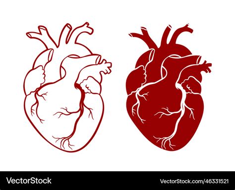 Human Heart Anatomical Realistic Line Art Vector Image