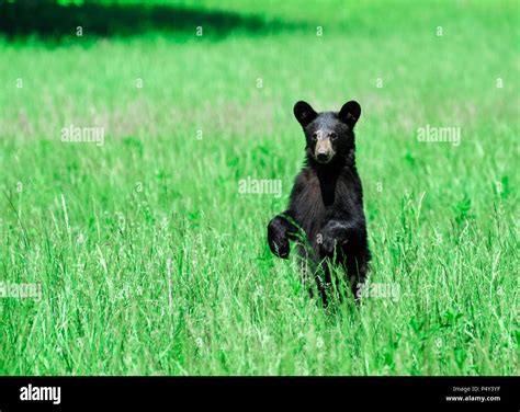 Horizontal Shot Of A North American Black Bear Standing In A Green