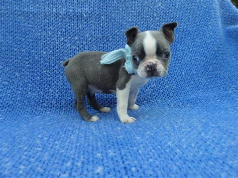 We have one little boston terrier boy red'white available for reservation. Boston Terrier Puppies Los Angeles Ca - Pets Lovers