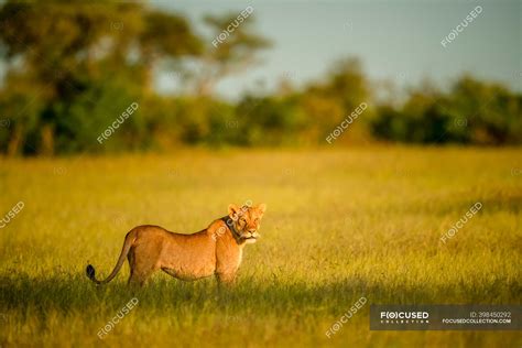 Lioness Panthera Leo Standing In The Long Grass On The Savanna With