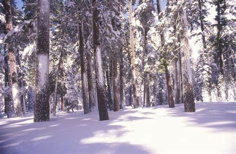 Pine Trees Covered In Snow Stock Photo Image Of Covered 26259614