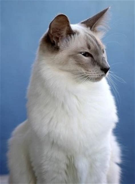 0:25 thai dee maew cattery 25 просмотров. Balinese Cat - Breed Information
