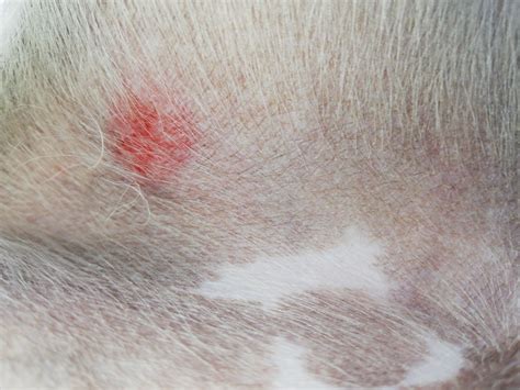 Red Spots On Dogs Stomach