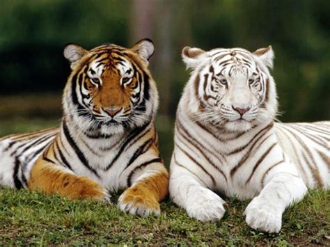 Pour les sujets ou articles dits homonymes, voir : Animais Lendários: o tigre branco