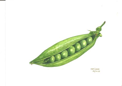 My Watercolour Of The Pea Pod Draw By The Anna Mason S Technique Called