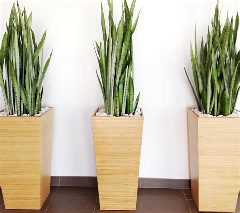 New and used items, cars, real estate, jobs, services, vacation rentals and more virtually anywhere in. Plants Dress Up Too! - Plantscapers