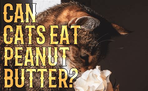 Can Cats Eat Peanut Butter Catwiki