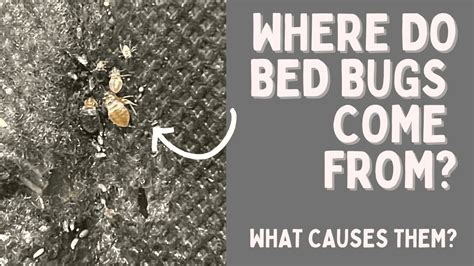 Where Do Bed Bugs Come From What Causes Them