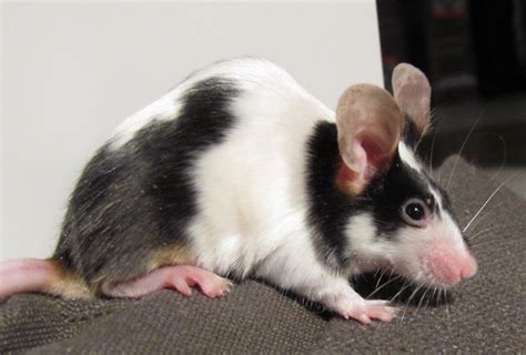 Filepet Mouse Black White Wikimedia Commons