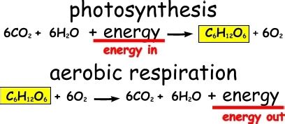 Aerobic, or respiration in the presence of oxygen, and anaerobic, or aerobic respiration requires oxygen as a reactant, and creates energy more efficiently than anaerobic respiration. Cellular Respiration - CEll processes