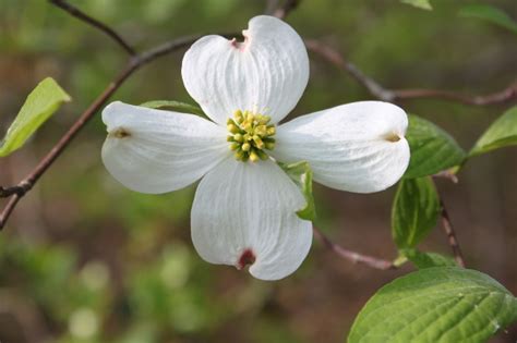 American dogwood was designated the virginia state flower in 1918. Pressed Flower Cards for Mother's Day - r u l y