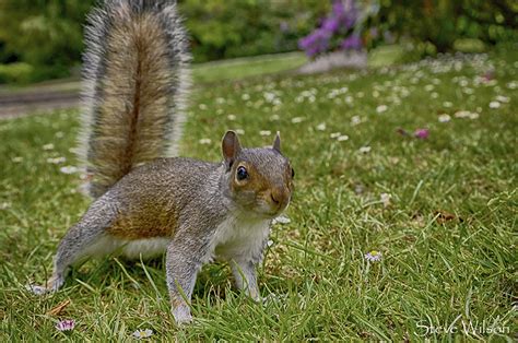 Curious Grey Squirrel Photographed In The Grosvenor Park I Flickr