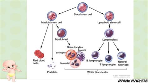 Acute Lymphoblastic Leukemia Brief