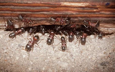 blog 10 natural ways to prevent an epic ant invasion