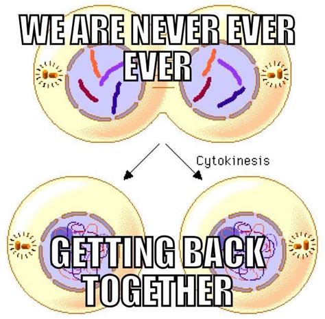 We Are Never Getting Back Together Funny Mitosis Its So True School