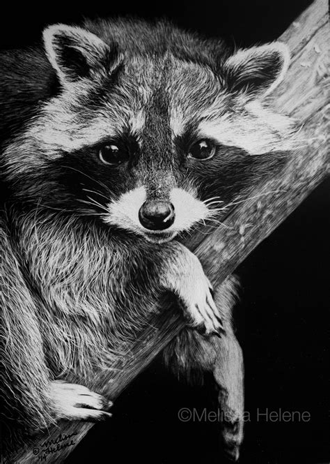 Just Laying Around Melissa Helene 5x7 Raccoon Scratchboard