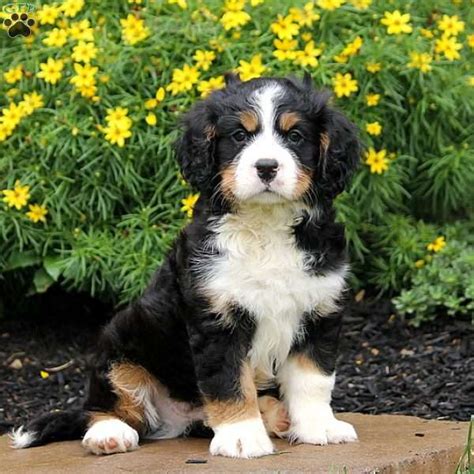 Paxton Miniature Bernese Mountain Dog Puppy For Sale In