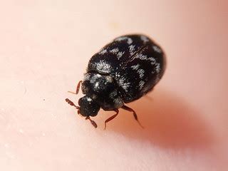 Black carpet beetle larvae tend to be larger and darker with yellow coloring. Carpet Beetles | PesPro