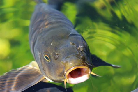 asian carp alive and breeding in lake erie tributary a j