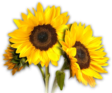 Sunflowers Png Transparent Image Download Size 659x550px