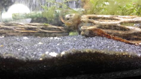 Baby shrimp care and feeding. Baby ghost shrimp - YouTube