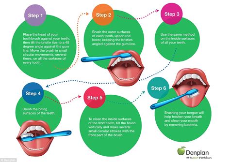 How To Brush Your Teeth Correctly In This 6 Step Guide Daily Mail Online