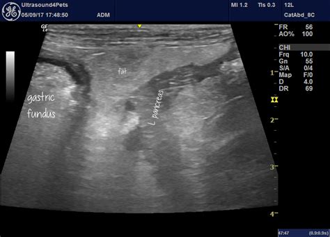 Thoughts On Canine Pancreatic Ultrasound And Changes Associated With