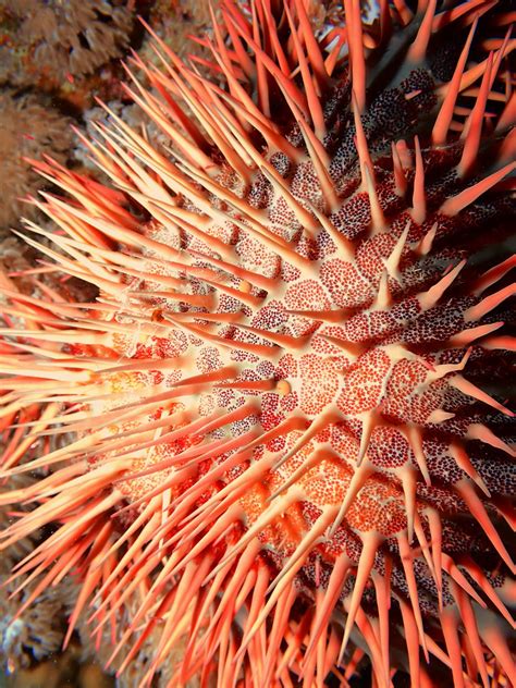 Crown Of Thorns Starfish Acanthaster Planci Dive Site Sh Flickr