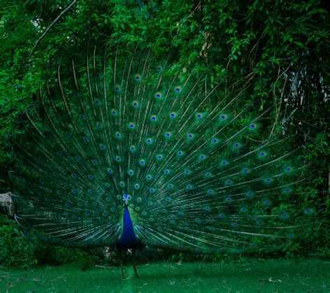 100 Peacock Pictures Hd Download Free Images On Unsplash